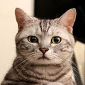 深海芒果猫