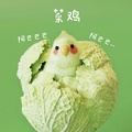 爱玩基金的小菜坤